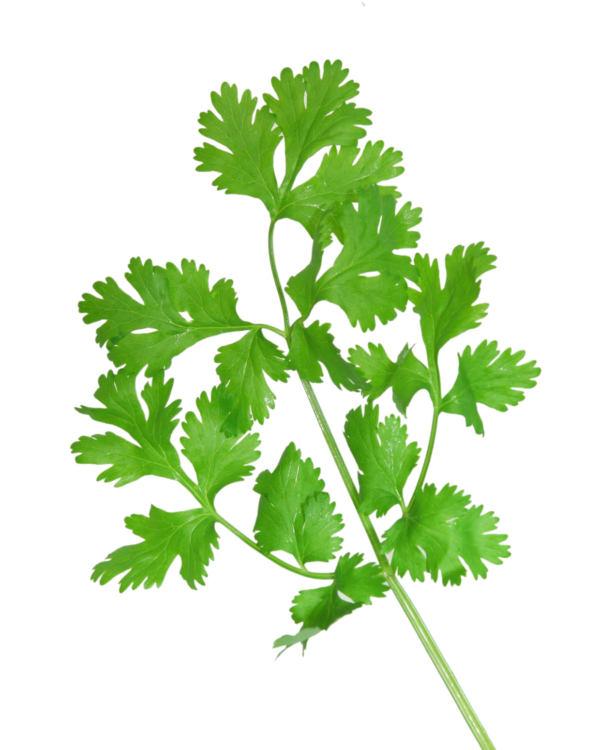 CORIANDER