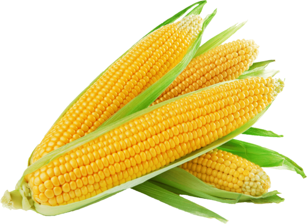 BABY CORN