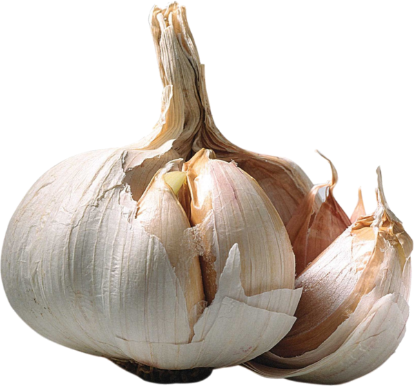 GARLIC - Image 4