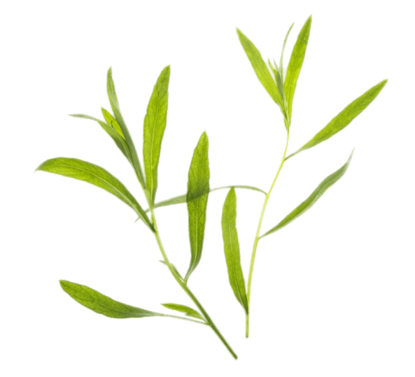 TARRAGON